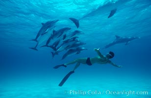 Atlantic spotted dolphin with Olympic champion swimmer Matt Biondi, Bahamas. Stenella frontalis.