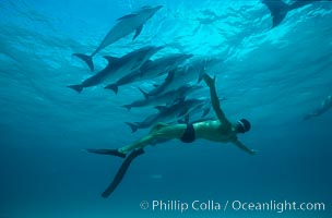 Atlantic spotted dolphin, Olympic swimmer Matt Biondi, Stenella frontalis