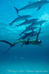 Atlantic spotted dolphin, Olympic swimmer Matt Biondi, Stenella frontalis