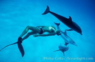 Atlantic spotted dolphin and Olympic champion swimmer Matt Biondi. Bahamas, Stenella frontalis, natural history stock photograph, photo id 00018