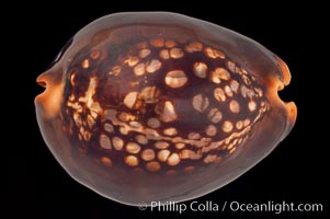 Mauritius Island Cowrie, Cypraea mauritiana