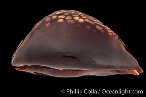 Mauritius Island Cowrie, Cypraea mauritiana