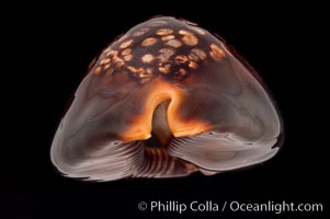 Mauritius Island Cowrie, Cypraea mauritiana