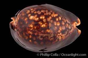 Mauritius Island Cowrie, Cypraea mauritiana