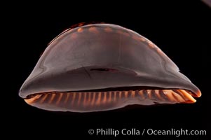 Mauritius Island Cowrie, Cypraea mauritiana