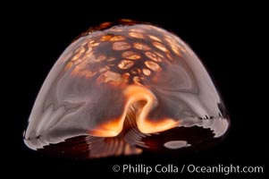 Mauritius Island Cowrie, Cypraea mauritiana