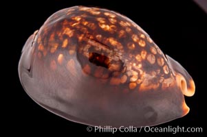 Mauritius Island Cowrie, Cypraea mauritiana