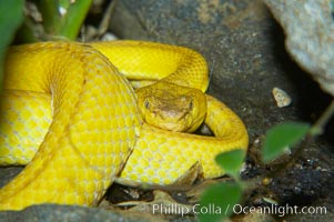 McGregors tree viper, Trimeresurus mcgregori