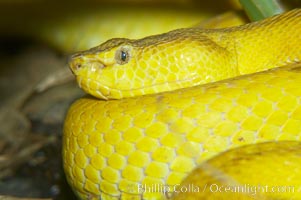 McGregors tree viper, Trimeresurus mcgregori