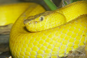 McGregors tree viper, Trimeresurus mcgregori