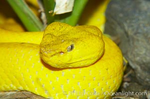 McGregors tree viper, Trimeresurus mcgregori