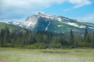 Meadow, spruce trees and mountains, Lake Clark National Park, Alaska