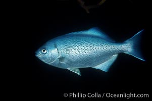 Half-moon perch, Medialuna californiensis, San Diego, California