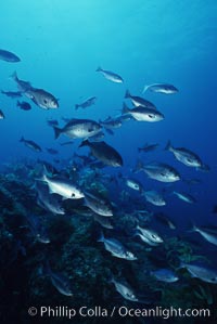 Half-moon perch, Medialuna californiensis, San Clemente Island