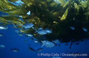 Half-moon perch school below offshore drift kelp, Medialuna californiensis, San Diego, California