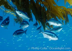 Half-moon perch school below offshore drift kelp, open ocean, Medialuna californiensis, San Diego, California