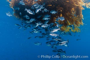 Half-moon perch school below offshore drift kelp, open ocean, Medialuna californiensis, San Diego, California