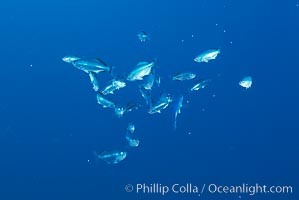 A group of juvenile half-moon perch, open ocean, Medialuna californiensis, San Diego, California