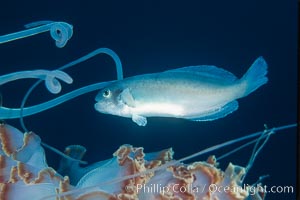 Medusa fish, hitching ride with Purple-striped jellyfish, open ocean, Chrysaora colorata, Medusa