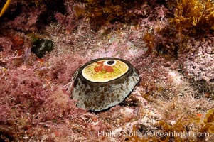 Giant keyhole limpet attached to rock, surrounded by unidentified marine algae, Megathura crenulata, Guadalupe Island (Isla Guadalupe)