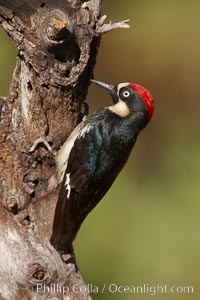 Acorn woodpecker, male, Melanerpes formicivorus, Madera Canyon Recreation Area, Green Valley, Arizona