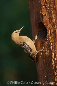 Gila woodpecker, female, Melanerpes uropygialis, Amado, Arizona