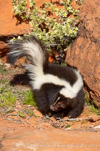 Striped skunk.  The striped skunk prefers somewhat open areas with a mixture of habitats such as woods, grasslands, and agricultural clearings. They are usually never found further than two miles from a water source. They are also often found in suburban areas because of the abundance of buildings that provide them with cover, Mephitis mephitis