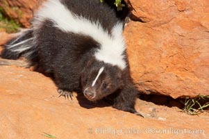 Striped skunk.  The striped skunk prefers somewhat open areas with a mixture of habitats such as woods, grasslands, and agricultural clearings. They are usually never found further than two miles from a water source. They are also often found in suburban areas because of the abundance of buildings that provide them with cover, Mephitis mephitis
