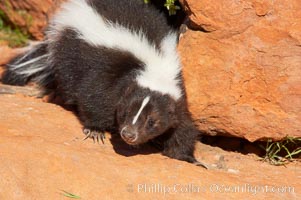 Striped skunk.  The striped skunk prefers somewhat open areas with a mixture of habitats such as woods, grasslands, and agricultural clearings. They are usually never found further than two miles from a water source. They are also often found in suburban areas because of the abundance of buildings that provide them with cover, Mephitis mephitis