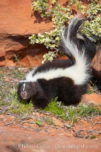 Striped skunk.  The striped skunk prefers somewhat open areas with a mixture of habitats such as woods, grasslands, and agricultural clearings. They are usually never found further than two miles from a water source. They are also often found in suburban areas because of the abundance of buildings that provide them with cover, Mephitis mephitis