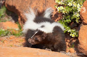 Striped skunk.  The striped skunk prefers somewhat open areas with a mixture of habitats such as woods, grasslands, and agricultural clearings. They are usually never found further than two miles from a water source. They are also often found in suburban areas because of the abundance of buildings that provide them with cover., Mephitis mephitis, natural history stock photograph, photo id 12062