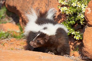 Striped skunk.  The striped skunk prefers somewhat open areas with a mixture of habitats such as woods, grasslands, and agricultural clearings. They are usually never found further than two miles from a water source. They are also often found in suburban areas because of the abundance of buildings that provide them with cover, Mephitis mephitis