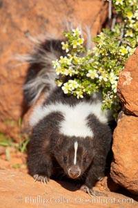 Striped skunk.  The striped skunk prefers somewhat open areas with a mixture of habitats such as woods, grasslands, and agricultural clearings. They are usually never found further than two miles from a water source. They are also often found in suburban areas because of the abundance of buildings that provide them with cover, Mephitis mephitis