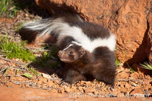 Striped skunk.  The striped skunk prefers somewhat open areas with a mixture of habitats such as woods, grasslands, and agricultural clearings. They are usually never found further than two miles from a water source. They are also often found in suburban areas because of the abundance of buildings that provide them with cover, Mephitis mephitis