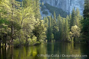 The Merced River, springtime flood and green trees, Yosemite Valley, Yosemite National Park, California