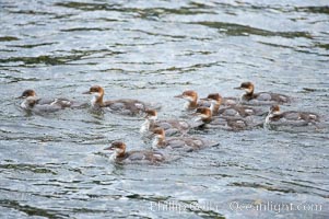 Merganser, adult and chicks, Brooks River, Katmai National Park, Alaska