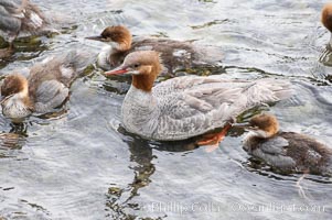 Merganser, adult and chicks, Brooks River, Katmai National Park, Alaska