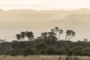 Meru National Park landscape. Kenya, Hyphaene thebaica, natural history stock photograph, photo id 29639
