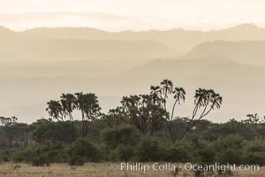 Meru National Park landscape, Hyphaene thebaica