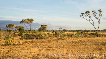 Meru National Park landscape, Hyphaene thebaica