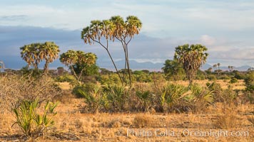 Meru National Park landscape, Hyphaene thebaica