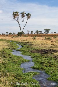 Meru National Park landscape, Hyphaene thebaica