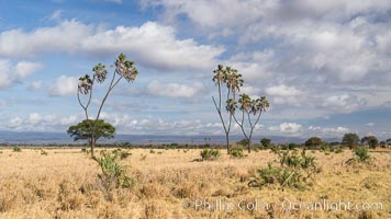 Meru National Park landscape, Hyphaene thebaica