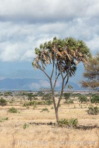 Meru National Park landscape, Hyphaene thebaica