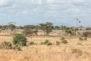 Meru National Park landscape