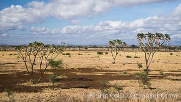 Meru National Park landscape. Kenya, Hyphaene thebaica, natural history stock photograph, photo id 29709
