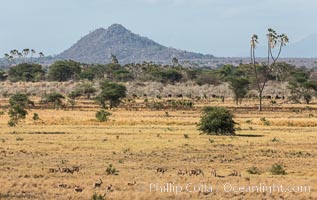 Meru National Park landscape, Hyphaene thebaica