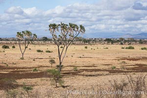 Meru National Park landscape, Hyphaene thebaica