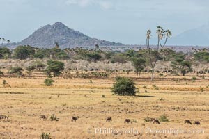 Meru National Park landscape, Hyphaene thebaica