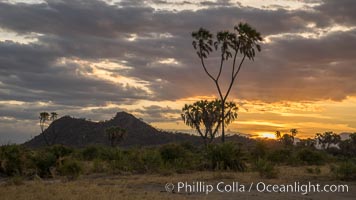 Meru National Park sunset, with Elsa's Kopje in the distance, landscape, Hyphaene thebaica